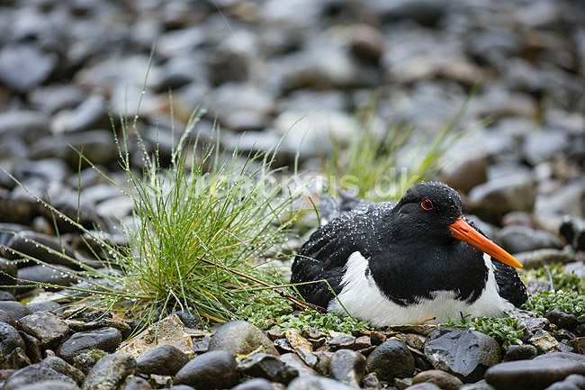 Strandskade. Strand skade ligger p� rede og ruger p� �g mellem sten i regnvejr; Haematopus ostralegus; M�l�v; Danmark; ; fugle; Strandskader, Haematopodidae, M�gefugle og vadefugle, Charadriiformes