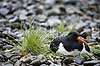 Strandskade. Strand skade ligger p� rede og ruger p� �g mellem sten i regnvejr Haematopus ostralegus M�l�v Danmark  fugle Strandskader, Haematopodidae, M�gefugle og vadefugle, Charadriiformes