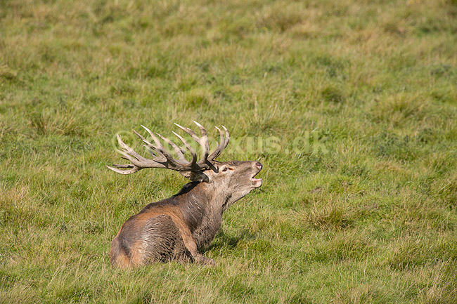 Kronhjort. Kronhjort hviler og br�ler i gr�sset p� slette i Dyrehaven; Cervus elaphus; J�gersborg Dyrehave; ; ; pattedyr; Hjorte, kronhjorte, Cervidae, Parrett�ede hovdyr, Artiodactyla, Krondyr, Red deer, kronvildt, krondyr, kronhjorte, brunst, hjort