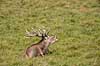 Kronhjort. Kronhjort hviler og br�ler i gr�sset p� slette i Dyrehaven Cervus elaphus J�gersborg Dyrehave   pattedyr Hjorte, kronhjorte, Cervidae, Parrett�ede hovdyr, Artiodactyla, Krondyr, Red deer, kronvildt, krondyr, kronhjorte, brunst, hjort