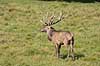Kronhjort. Kronhjort i gr�sset p� slette i Dyrehaven Cervus elaphus J�gersborg Dyrehave   pattedyr Hjorte, kronhjorte, Cervidae, Parrett�ede hovdyr, Artiodactyla, Krondyr, Red deer, kronvildt, krondyr, kronhjorte, brunst, hjort