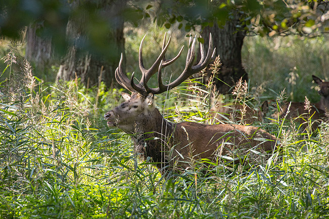 Kronhjort. Kronhjort i sivskov i Dyrehaven under brunstperioden; Cervus elaphus; J�gersborg Dyrehave; ; ; pattedyr; Hjorte, kronhjorte, Cervidae, Parrett�ede hovdyr, Artiodactyla, Krondyr, Red deer, kronvildt, krondyr, kronhjorte, brunst, hjort