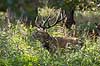 Kronhjort. Kronhjort i sivskov i Dyrehaven under brunstperioden Cervus elaphus J�gersborg Dyrehave   pattedyr Hjorte, kronhjorte, Cervidae, Parrett�ede hovdyr, Artiodactyla, Krondyr, Red deer, kronvildt, krondyr, kronhjorte, brunst, hjort