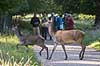 Kronhjort. Kronhjorte hinder passerer sti i Dyrehaven mens g�ster interessant kigger p� Cervus elaphus J�gersborg Dyrehave   pattedyr Hjorte, kronhjorte, Cervidae, Parrett�ede hovdyr, Artiodactyla, Krondyr, Red deer, kronvildt, krondyr, kronhjorte, brunst, hjort