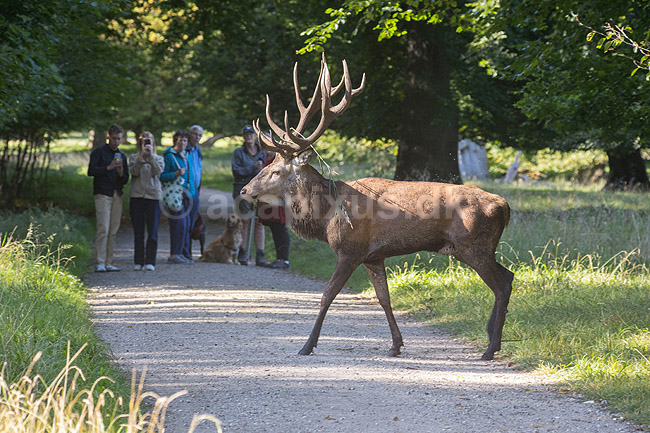 Kronhjort. Kronhjort passerer sti i Dyrehaven mens g�ster interessant kigger p�; Cervus elaphus; J�gersborg Dyrehave; ; ; pattedyr; Hjorte, kronhjorte, Cervidae, Parrett�ede hovdyr, Artiodactyla, Krondyr, Red deer, kronvildt, krondyr, kronhjorte, brunst, hjort