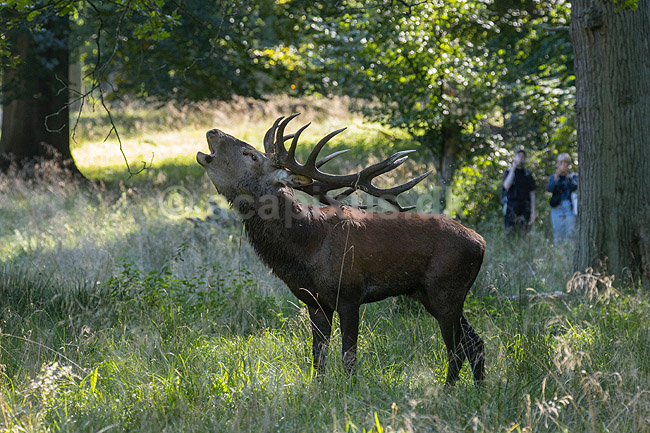 Kronhjort. Br�lende kronhjort i Dyrehaven under brunstperioden; Cervus elaphus; J�gersborg Dyrehave; ; ; pattedyr; Hjorte, kronhjorte, Cervidae, Parrett�ede hovdyr, Artiodactyla, Krondyr, Red deer, kronvildt, krondyr, kronhjorte, brunst, hjort