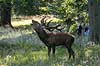 Kronhjort. Br�lende kronhjort i Dyrehaven under brunstperioden Cervus elaphus J�gersborg Dyrehave   pattedyr Hjorte, kronhjorte, Cervidae, Parrett�ede hovdyr, Artiodactyla, Krondyr, Red deer, kronvildt, krondyr, kronhjorte, brunst, hjort