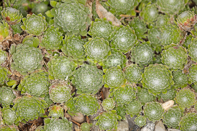 Spindelsv�vshusl�g; Sempervivum arachnoideum; M�l�v; ; ; planter; husl�g