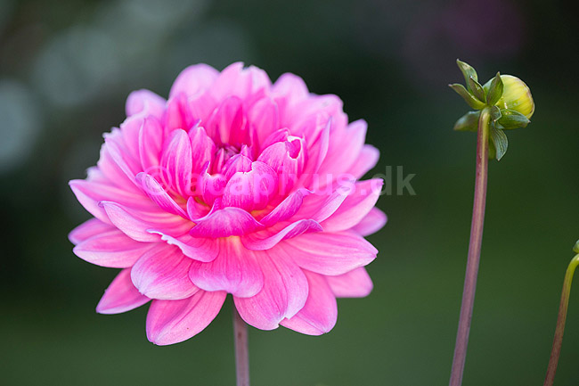 Blomst af georgine. Georgine, dahlia; Dahlia; M�l�v; ; ; planter; Haveplanter, haveblomster, prydplanter, blomster, kronblade