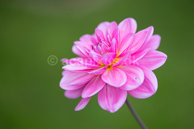 Blomst af georgine. Georgine, dahlia; Dahlia; M�l�v; ; ; planter; Haveplanter, haveblomster, prydplanter, blomster, kronblade
