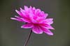 Blomst af georgine. Georgine, dahlia Dahlia M�l�v   planter Haveplanter, haveblomster, prydplanter, blomster, kronblade