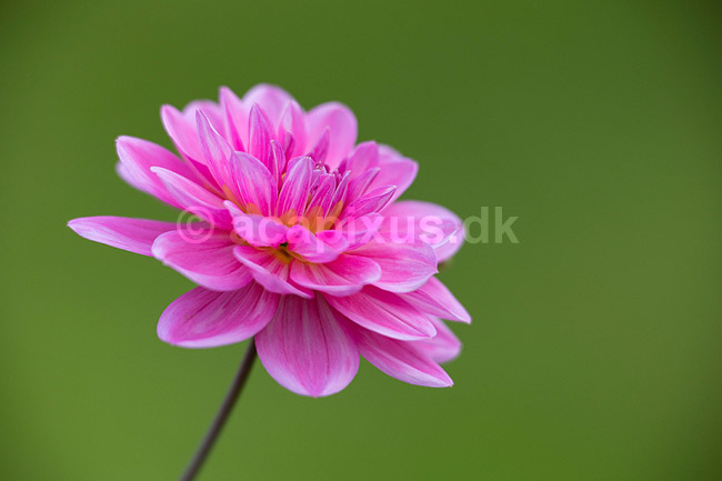 Blomst af georgine. Georgine, dahlia; Dahlia; M�l�v; ; ; planter; Haveplanter, haveblomster, prydplanter, blomster, kronblade