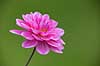 Blomst af georgine. Georgine, dahlia Dahlia M�l�v   planter Haveplanter, haveblomster, prydplanter, blomster, kronblade