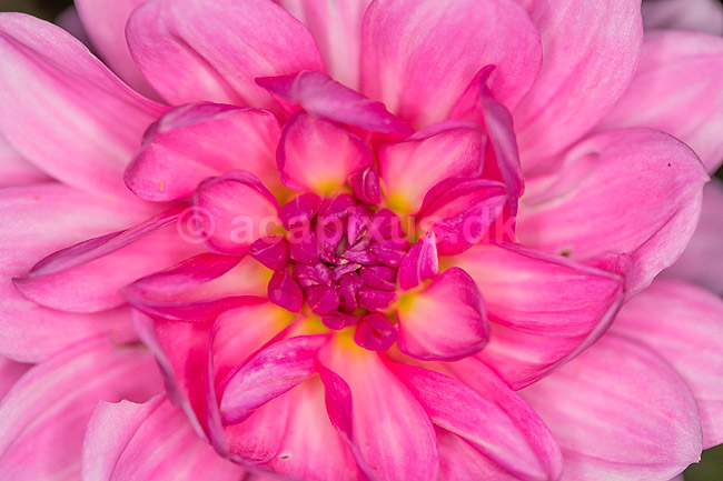 Blomst af georgine. Georgine, dahlia; Dahlia; M�l�v; ; ; planter; Haveplanter, haveblomster, prydplanter, blomster, kronblade
