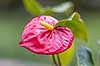 Flamingoblomst. Den r�de blomst af flamingoblomst  ANTHURIUM ANDREANUM    planter Stueplanter, prydplanter, blomster, kronblade