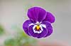 Stedmoderblomst. Blomsten af Stedmoderblomst Viola tricolor maxima    planter blomster, violer, Viola, Violaceae, Violales, altankasseblomster