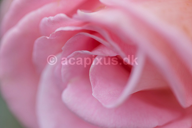 Rose. Close-up af rosenblomst; Rosa tomentosa; ; ; ; planter; Rosen-ordenen, Rosales, Rosen-familien, Rosaceae, rose, roser
