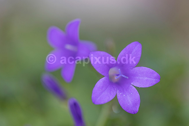 Blomster af dalmatinsk klokkeblomst; Campanula portenschlagiana; ; ; ; planter; Klokkefamilien, Campanulaceae, R�rhannede, Asteranae, blomster, formering, pollen