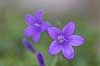 Blomster af dalmatinsk klokkeblomst Campanula portenschlagiana    planter Klokkefamilien, Campanulaceae, R�rhannede, Asteranae, blomster, formering, pollen