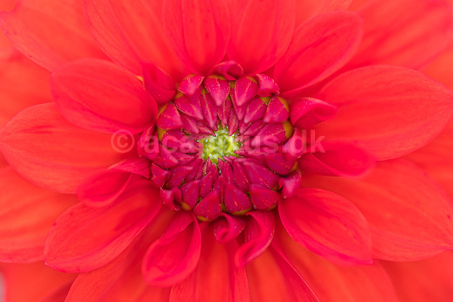 Blomst af georgine. Georgine, dahlia; Dahlia; M�l�v; ; ; planter; Haveplanter, haveblomster, prydplanter, blomster, kronblade