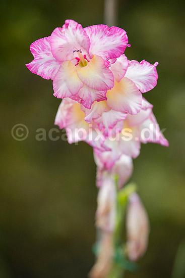 Gladiolus. Blomst af gladiolus Priscilla; Gladiolus x gandavensis; ; ; ; planter; 