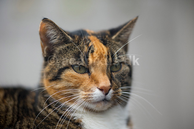 Huskat. Kat slapper af p� havebordet; Felis catus; ; ; ; pattedyr; Rovdyr, Carnivora, Katte, Felidae, huskatte, tunge, kattetunge, kat