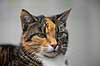 Huskat. Kat slapper af p� havebordet Felis catus    pattedyr Rovdyr, Carnivora, Katte, Felidae, huskatte, tunge, kattetunge, kat