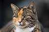 Huskat. Kat slapper af p� havebordet Felis catus    pattedyr Rovdyr, Carnivora, Katte, Felidae, huskatte, tunge, kattetunge, kat