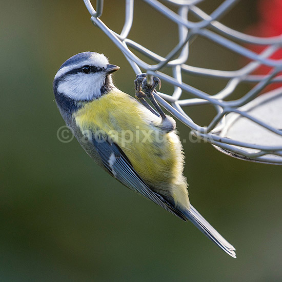 Bl�mejse. Bl�mejse p� foderbr�dtet; Cyanistes caeruleus; M�l�v; ; ; fugle; Bl�mejser, Mejser, Paridae, Spurvefugle, Passeriformes, Parus caeruleus