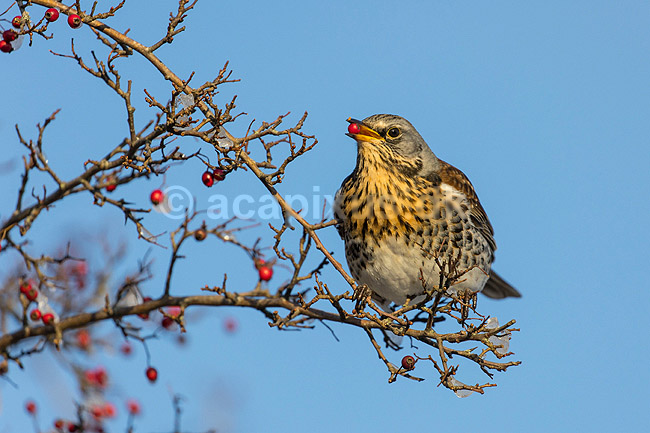 Sjagger. Sjagger spiser r�nneb�r i det sene efter�r; Turdus pilaris; M�l�v; ; ; fugle; Drosler, Turdinae, Spurvefugle, Passeriformes