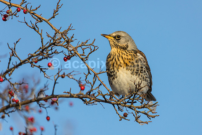 Sjagger. Sjagger spiser r�nneb�r i det sene efter�r; Turdus pilaris; M�l�v; ; ; fugle; Drosler, Turdinae, Spurvefugle, Passeriformes