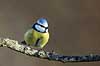 Bl�mejse. Bl�mejse fouragerer efter f�de en kold vinterdag Cyanistes caeruleus M�l�v   fugle Bl�mejser, Mejse, Mejser, Paridae, Spurvefugl, Spurvefugle, Passeriformes, Parus caeruleus