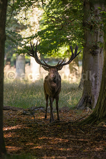 Kronhjort. Kronhjort i sit revir under brunstperioden i Dyrehaven; Cervus elaphus; J�gersborg Dyrehave / Sj�lland; ; ; pattedyr; Hjorte, kronhjorte, Cervidae, Parrett�ede hovdyr, Artiodactyla, Krondyr, Red deer, kronvildt, krondyr, kronhjorte, brunst, hjort