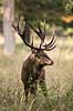 Kronhjort. Kronhjort i sit revir under brunstperioden i Dyrehaven Cervus elaphus J�gersborg Dyrehave / Sj�lland   pattedyr Hjorte, kronhjorte, Cervidae, Parrett�ede hovdyr, Artiodactyla, Krondyr, Red deer, kronvildt, krondyr, kronhjorte, brunst, hjort