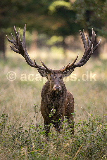 Kronhjort. Kronhjort i sit revir under brunstperioden i Dyrehaven; Cervus elaphus; J�gersborg Dyrehave / Sj�lland; ; ; pattedyr; Hjorte, kronhjorte, Cervidae, Parrett�ede hovdyr, Artiodactyla, Krondyr, Red deer, kronvildt, krondyr, kronhjorte, brunst, hjort