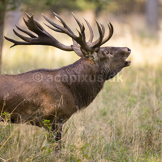 Kronhjort. Kronhjort i sit revir under brunstperioden i Dyrehaven; Cervus elaphus; J�gersborg Dyrehave / Sj�lland; ; ; pattedyr; Hjorte, kronhjorte, Cervidae, Parrett�ede hovdyr, Artiodactyla, Krondyr, Red deer, kronvildt, krondyr, kronhjorte, brunst, hjort