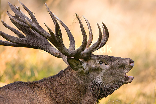 Kronhjort. Kronhjort i sit revir under brunstperioden i Dyrehaven; Cervus elaphus; J�gersborg Dyrehave / Sj�lland; ; ; pattedyr; Hjorte, kronhjorte, Cervidae, Parrett�ede hovdyr, Artiodactyla, Krondyr, Red deer, kronvildt, krondyr, kronhjorte, brunst, hjort