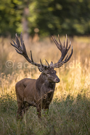 Kronhjort. Kronhjort i sit revir under brunstperioden i Dyrehaven; Cervus elaphus; J�gersborg Dyrehave / Sj�lland; ; ; pattedyr; Hjorte, kronhjorte, Cervidae, Parrett�ede hovdyr, Artiodactyla, Krondyr, Red deer, kronvildt, krondyr, kronhjorte, brunst, hjort