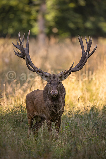 Kronhjort. Kronhjort i sit revir under brunstperioden i Dyrehaven; Cervus elaphus; J�gersborg Dyrehave / Sj�lland; ; ; pattedyr; Hjorte, kronhjorte, Cervidae, Parrett�ede hovdyr, Artiodactyla, Krondyr, Red deer, kronvildt, krondyr, kronhjorte, brunst, hjort