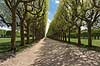 Alle i Paris. Alle ved Observatory Terrace i Meudon  Meudon / Paris Frankrig   Tr�er, alleer