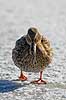 Gr�and. Gr�and p� isen p� den tilfrosne s� M�llemosen Anas platyrhynchos M�llemosen / M�l�v Danmark  fugle �nder, Andefugle, Anseriformes, Anatidae, gr��nder, vinter, frost, kulde