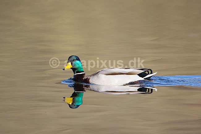 Gr�and. Gr�andrik p� vandet p� Skallemose S� i Hareskoven; Anas platyrhynchos; Skallemose S� / M�l�v; Danmark; ; fugle; �nder, Andefugle, Anseriformes, Anatidae, gr��nder