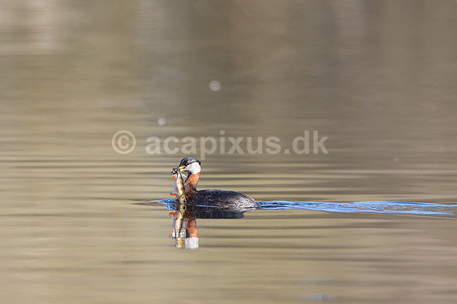 Gr�strubet lappedykker. Gr�strubet lappedykker har fanget en aborre i Skallemose S� i Hareskoven; Podiceps griseigena; Skallemose S� / Hareskoven; Danmark; ; fugle; Lappedykkere, Podicipedidae, Podicipediformes