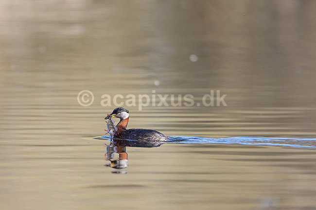 Gr�strubet lappedykker. Gr�strubet lappedykker har fanget en aborre i Skallemose S� i Hareskoven; Podiceps griseigena; Skallemose S� / Hareskoven; Danmark; ; fugle; Lappedykkere, Podicipedidae, Podicipediformes