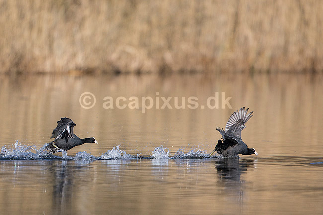 Blish�ns. Blish�ner l�ber p� vandet i territorialkamp p� Skallemose S� i Hareskoven; Fulica atra; Skallemose S� / Hareskoven; Danmark; ; fugle; Blish�ne, Vandh�ns, Rallidae, Tranefugle, Gruiformes, for�r
