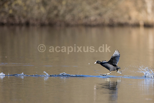 Blish�ns. Blish�ner l�ber p� vandet i territorialkamp p� Skallemose S� i Hareskoven; Fulica atra; Skallemose S� / Hareskoven; Danmark; ; fugle; Blish�ne, Vandh�ns, Rallidae, Tranefugle, Gruiformes, for�r