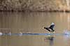 Blish�ns. Blish�ner l�ber p� vandet i territorialkamp p� Skallemose S� i Hareskoven Fulica atra Skallemose S� / Hareskoven Danmark  fugle Blish�ne, Vandh�ns, Rallidae, Tranefugle, Gruiformes, for�r