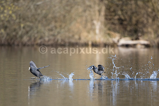 Blish�ns. Blish�ner l�ber p� vandet i territorialkamp p� Skallemose S� i Hareskoven; Fulica atra; Skallemose S� / Hareskoven; Danmark; ; fugle; Blish�ne, Vandh�ns, Rallidae, Tranefugle, Gruiformes, for�r