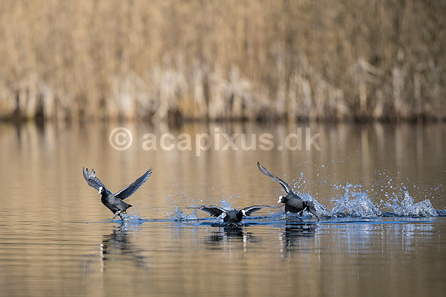 Blish�ns. Blish�ner l�ber p� vandet i territorialkamp p� Skallemose S� i Hareskoven; Fulica atra; Skallemose S� / Hareskoven; Danmark; ; fugle; Blish�ne, Vandh�ns, Rallidae, Tranefugle, Gruiformes, for�r