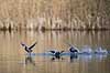 Blish�ns. Blish�ner l�ber p� vandet i territorialkamp p� Skallemose S� i Hareskoven Fulica atra Skallemose S� / Hareskoven Danmark  fugle Blish�ne, Vandh�ns, Rallidae, Tranefugle, Gruiformes, for�r